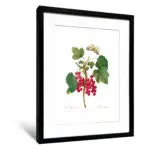 雷杜德《黑醋栗》（不含框） - 〈中〉