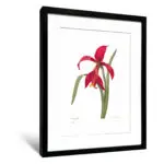 雷杜德《孤挺花》（不含框） - 〈中〉