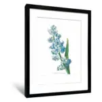 雷杜德《風信子》（不含框） - 〈中〉